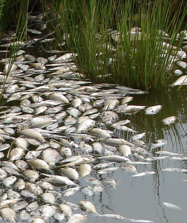 fish_kill_2008_ar_pic3%20%282%29.jpg